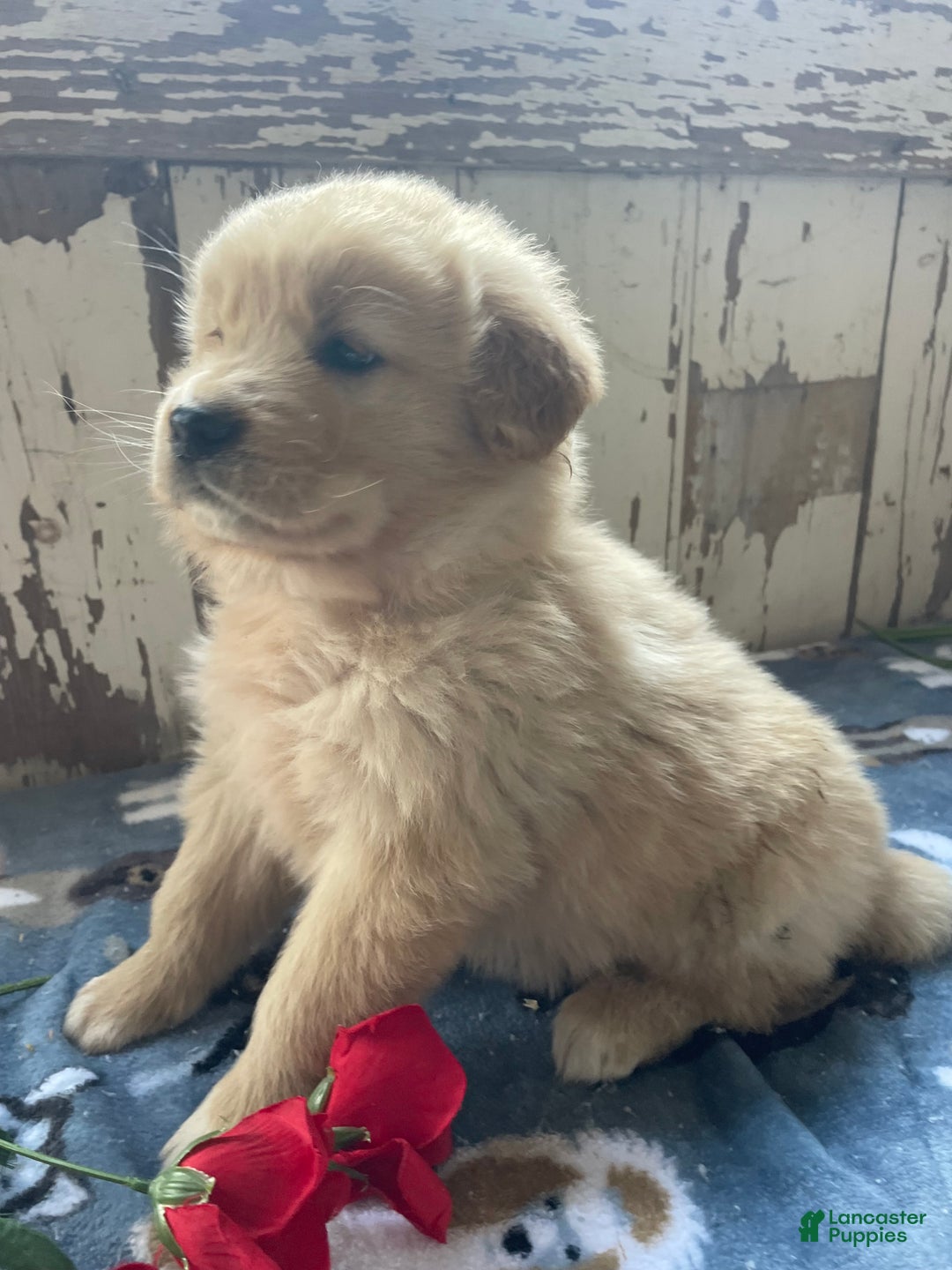 Mixed Breed dogs for sale: Willow - Ad 4