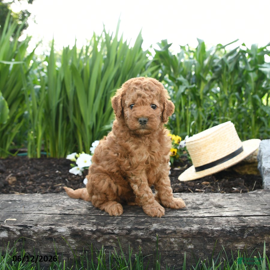 Miniature Poodle dogs Nixie - Ad 1