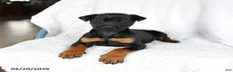 Doberman Pinscher dogs for sale: Sparky - Ad 1