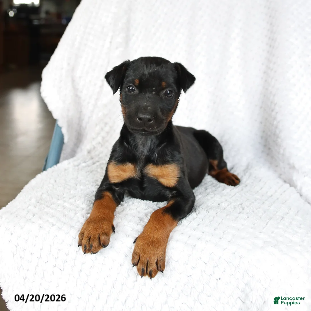 Doberman Pinscher dogs for sale: Sparky - Ad 1