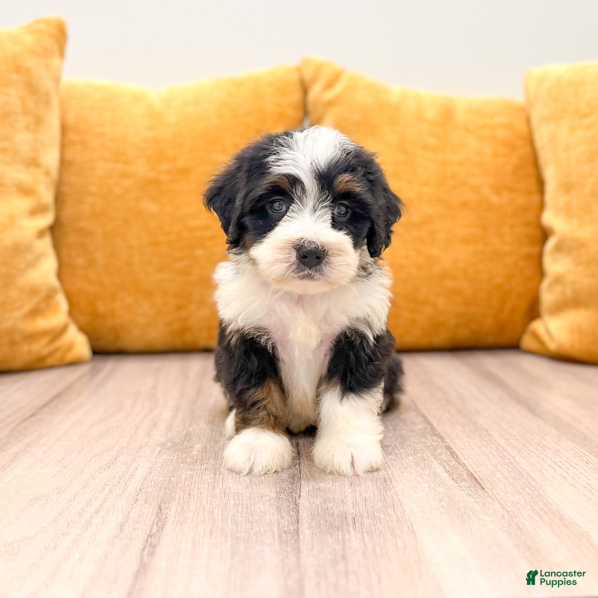 Mini Bernedoodle dogs Hailey - Ad 1