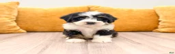 Mini Bernedoodle dogs for sale: Hailey - Ad 1