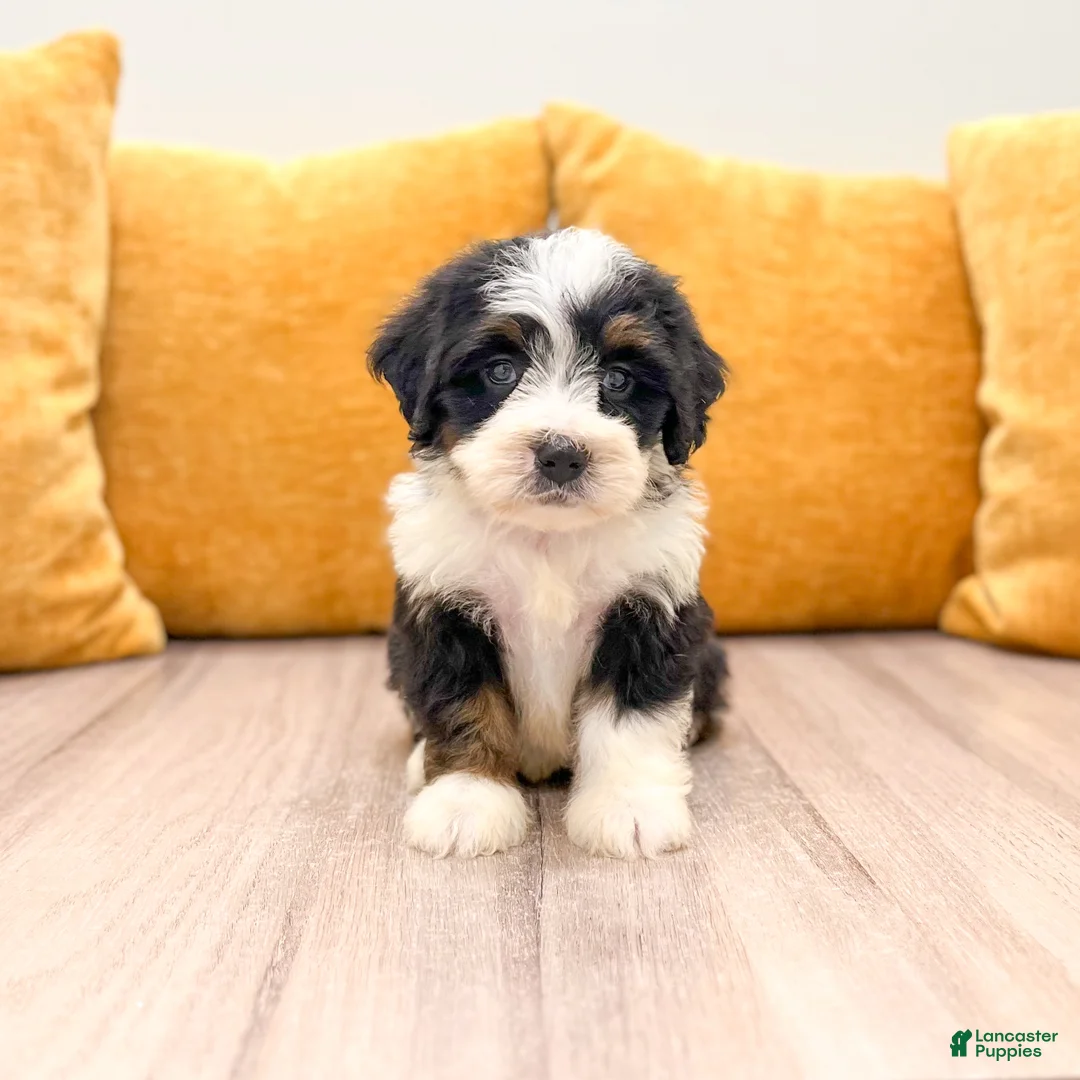 Mini Bernedoodle dogs for sale: Hailey - Ad 1