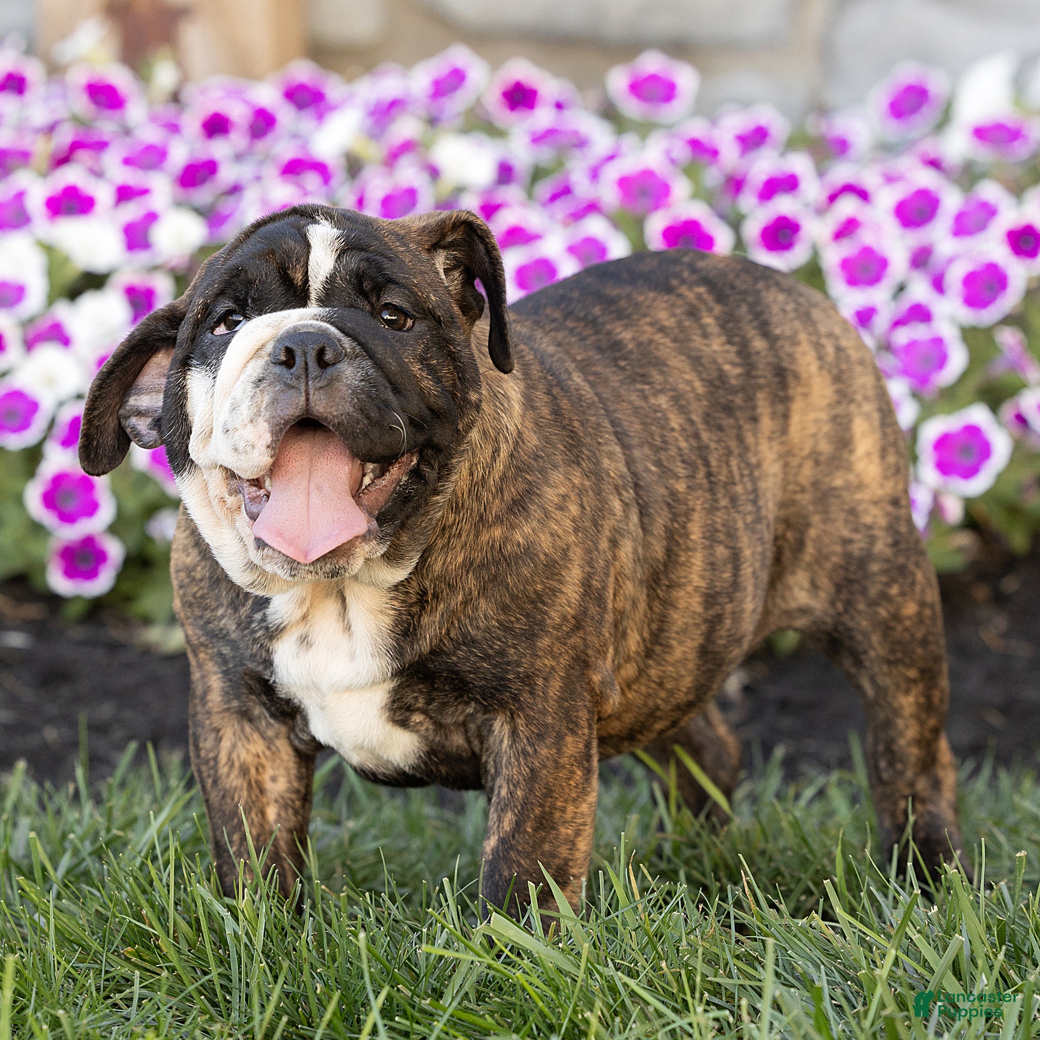 English Bulldog dogs Mable English Bulldog  - Ad 1