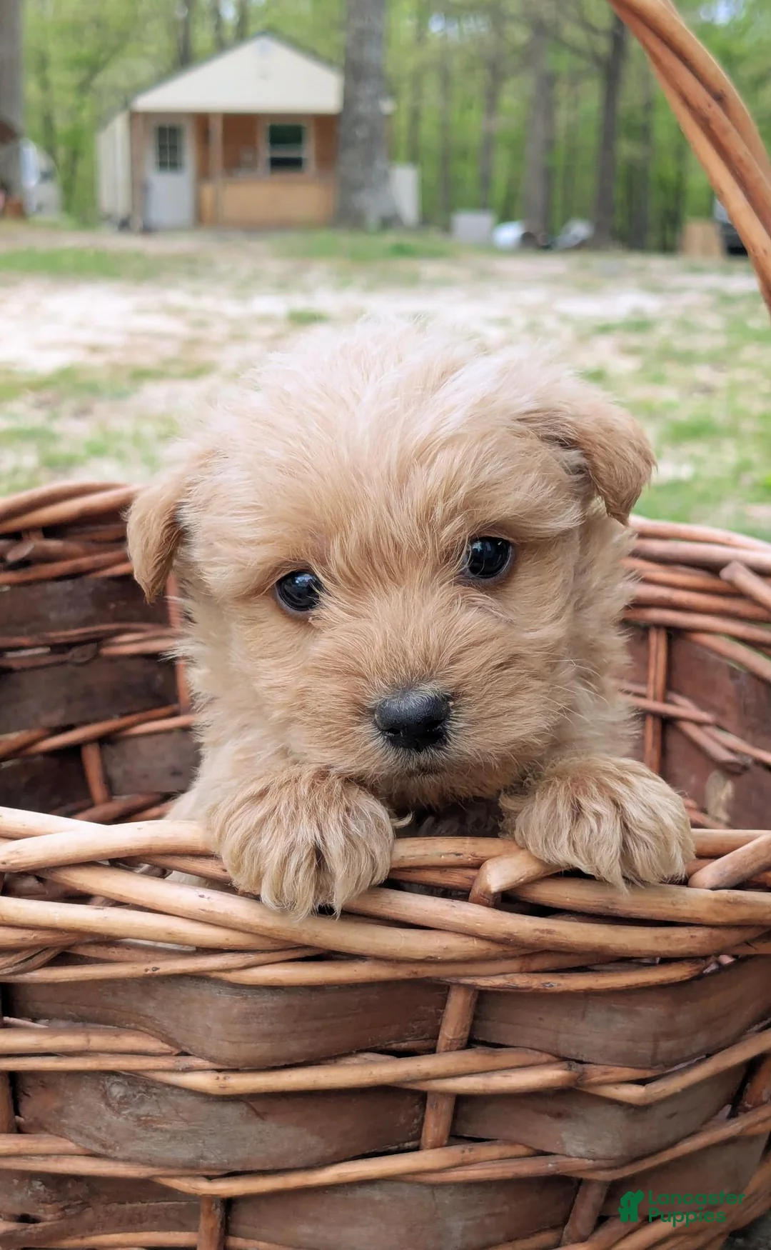 Mixed Breed dogs for sale: Toby - Ad 1