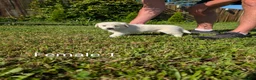 Mixed Breed dogs for sale: American Pyre 5 - Ad 4