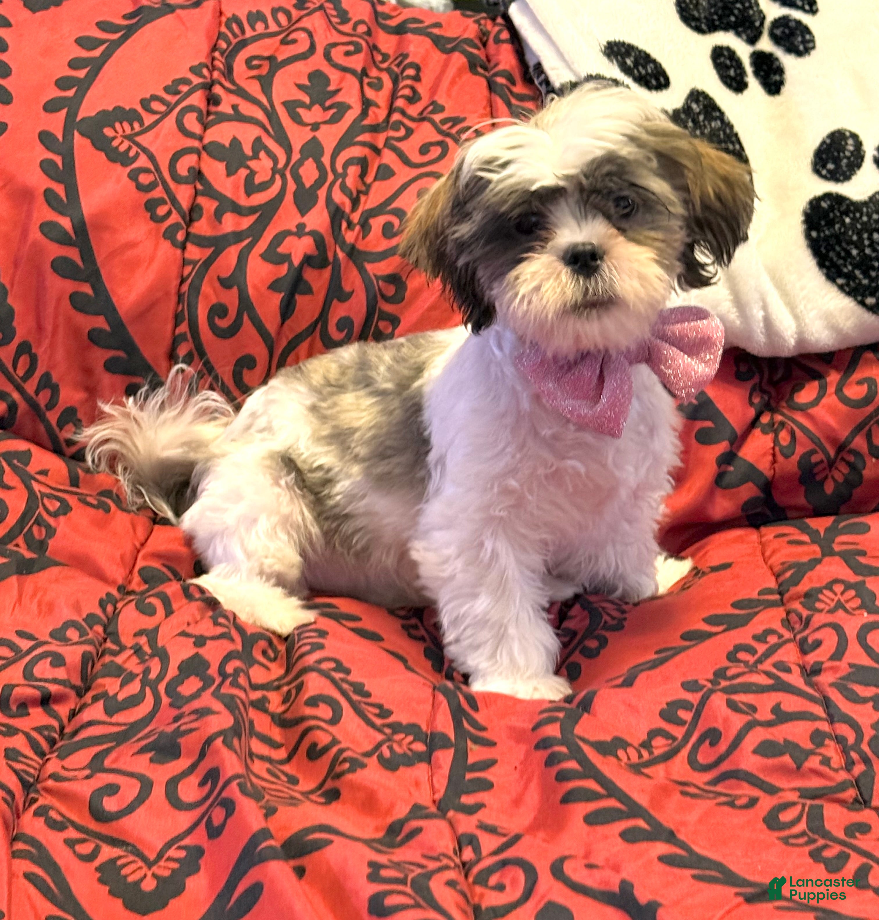 Shih Tzu dogs Cinnamon  - Ad 2