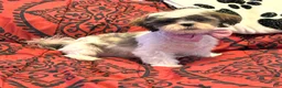 Shih Tzu dogs for sale: Cinnamon  - Ad 2