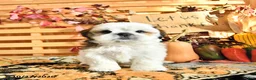 Shih Tzu dogs for sale: Dallas - Ad 3