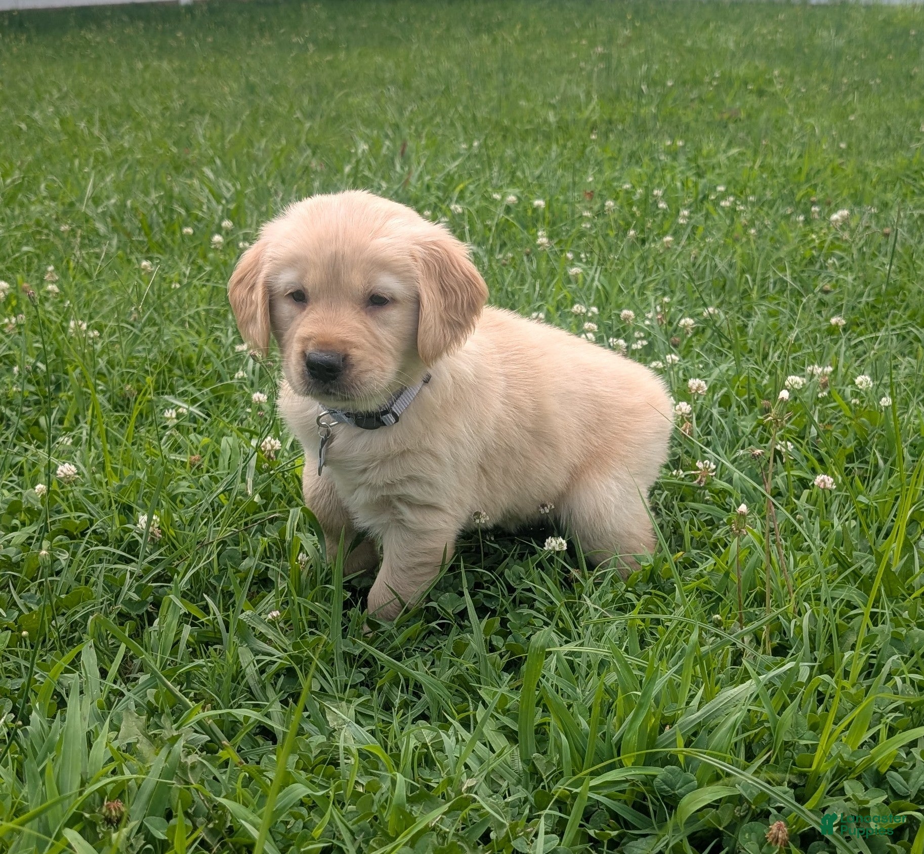 Golden Retriever dogs Daisy - Ad 1