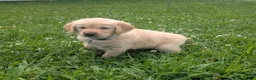 Golden Retriever dogs for sale: Daisy - Ad 1