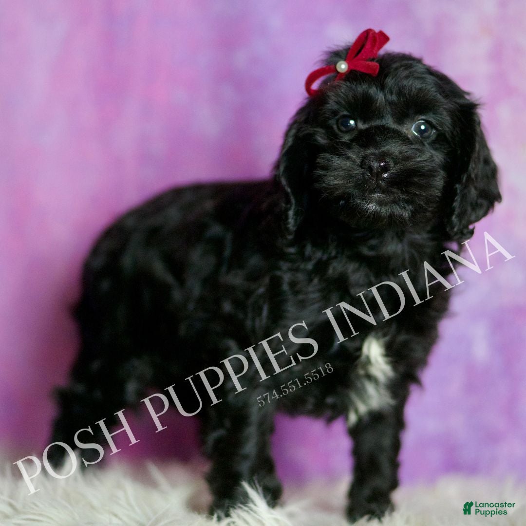 Cavapoo dogs Vivi Adorable Champion Line Cavapoo - Ad 30