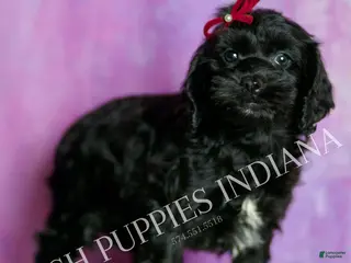 Cavapoo dogs Vivi Adorable Champion Line Cavapoo - Ad 30