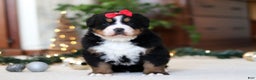 Bernese Mountain Dog dogs for sale: Princess Star - Ad 7