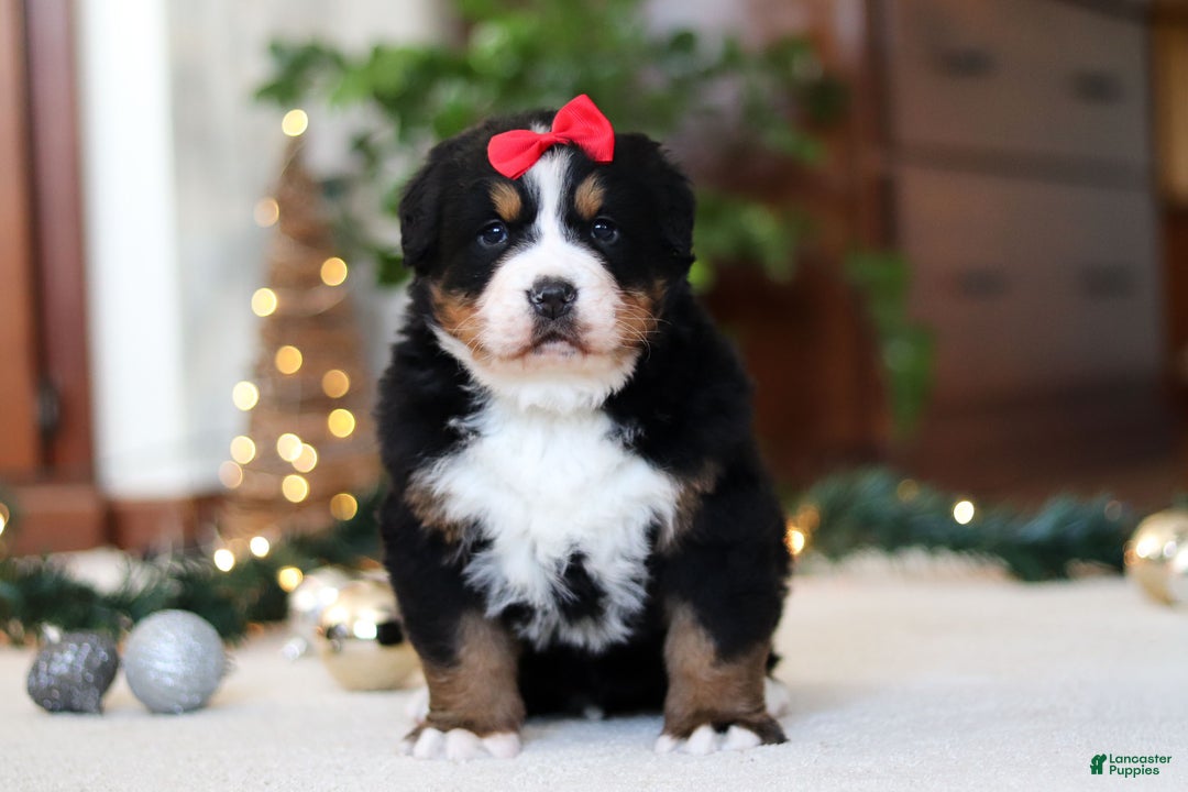 Bernese Mountain Dog dogs for sale: Princess Star - Ad 7