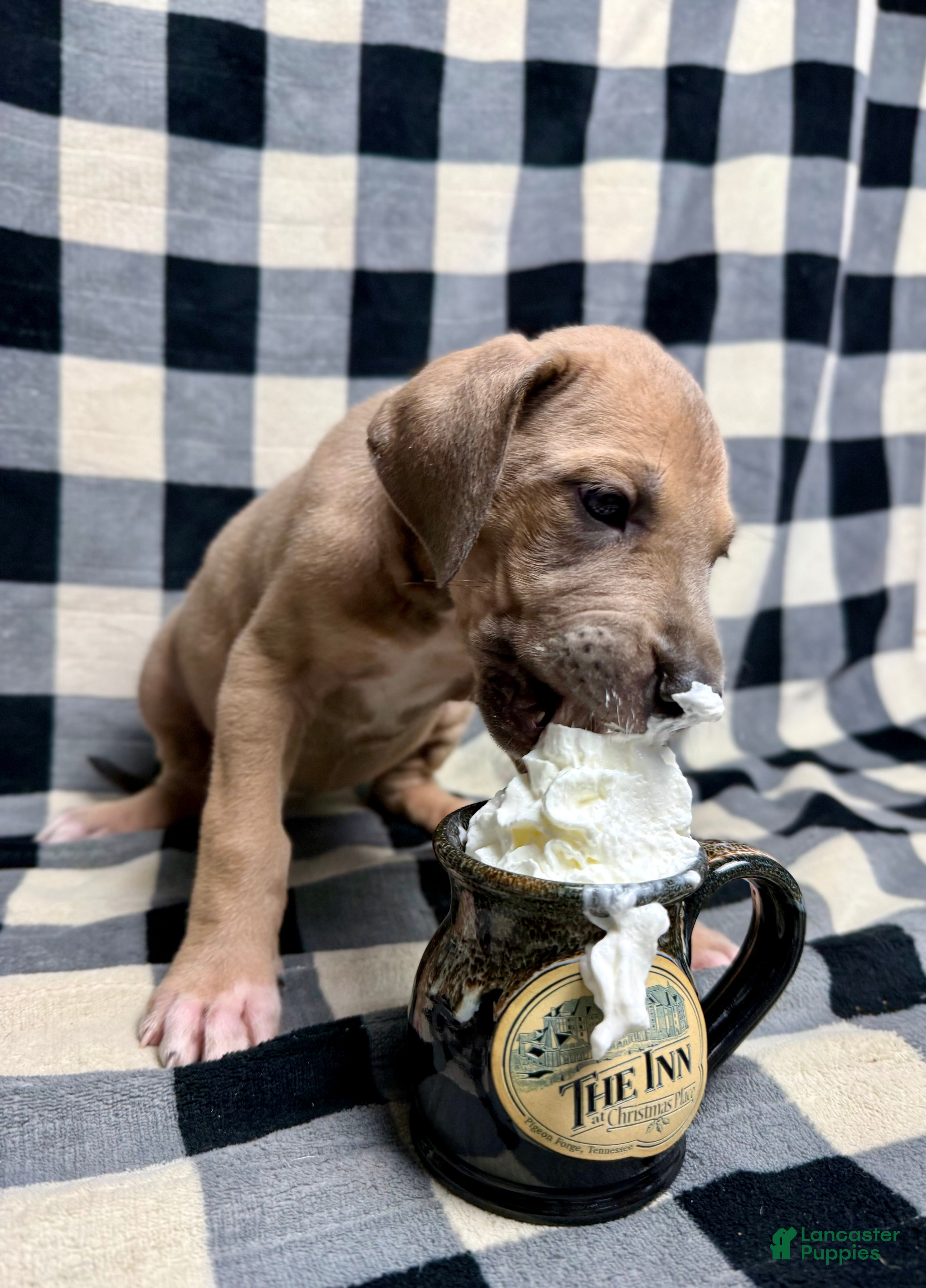 Great Dane dogs Blue Fawn (Heavy Euro) - Ad 24