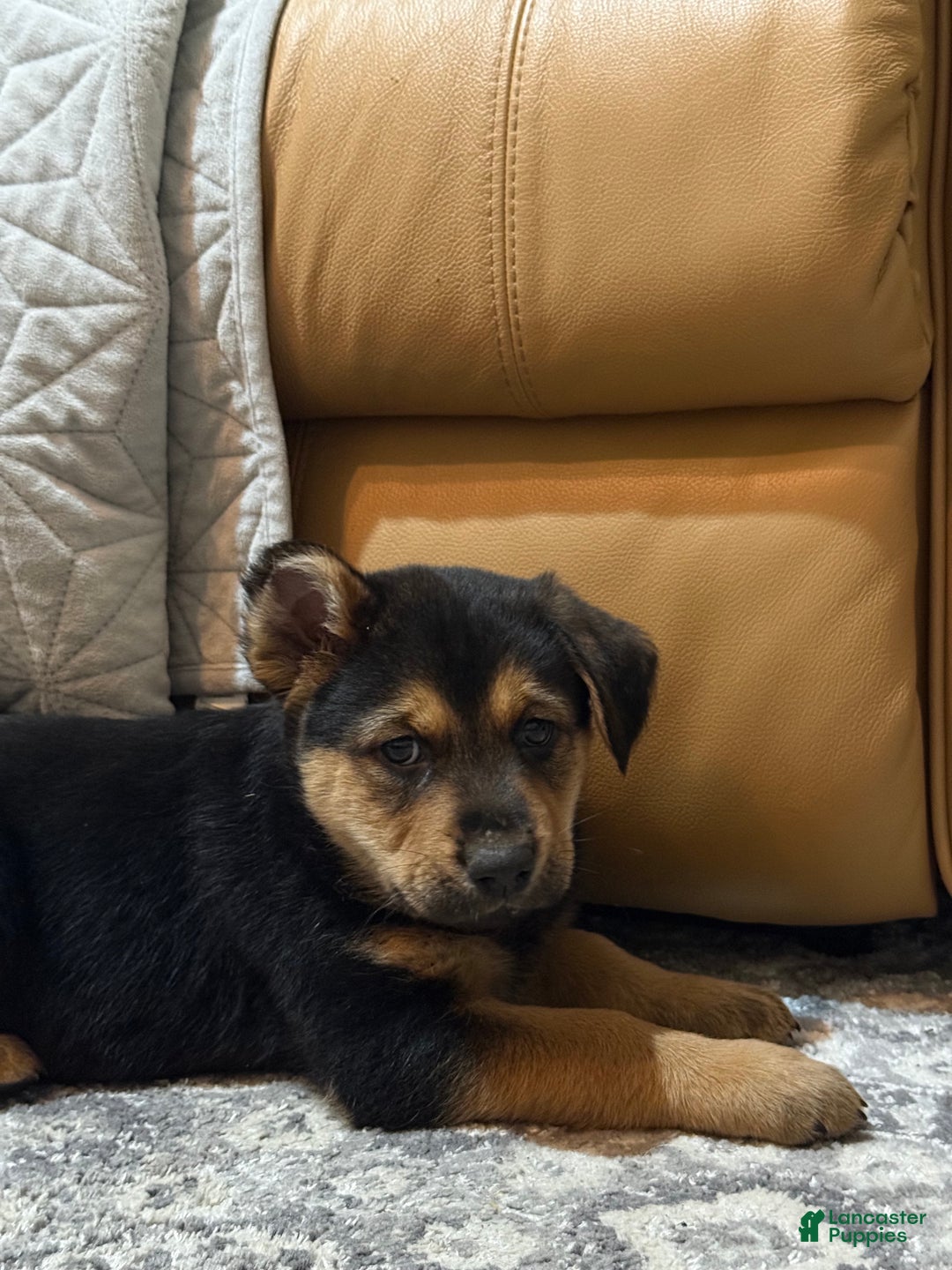 Mixed Breed dogs for sale: Mixed Breed Puppy 2 - Ad 7