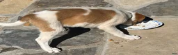Mixed Breed dogs for sale: Mixed Breed puppy #2 - Ad 5