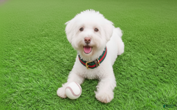 Maltipoo dogs for sale: BEAR - Image 1