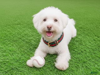 Maltipoo dogs - Ad 2