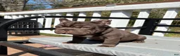 French Bulldog dogs for sale: Bean, - Ad 4