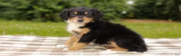 Aussiedoodle dogs for sale: Kimbo Standard Sized - Ad 5