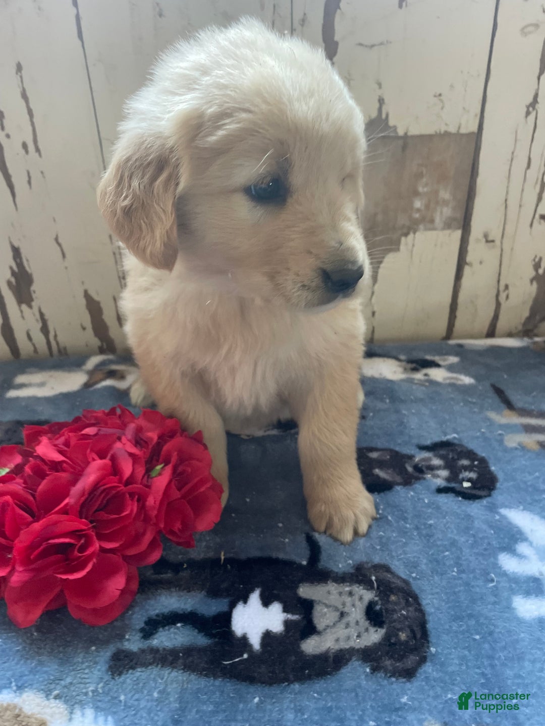 Mixed Breed dogs for sale: Snow - Ad 4