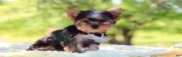 Yorkshire Terrier dogs for sale: Bolt - Ad 7