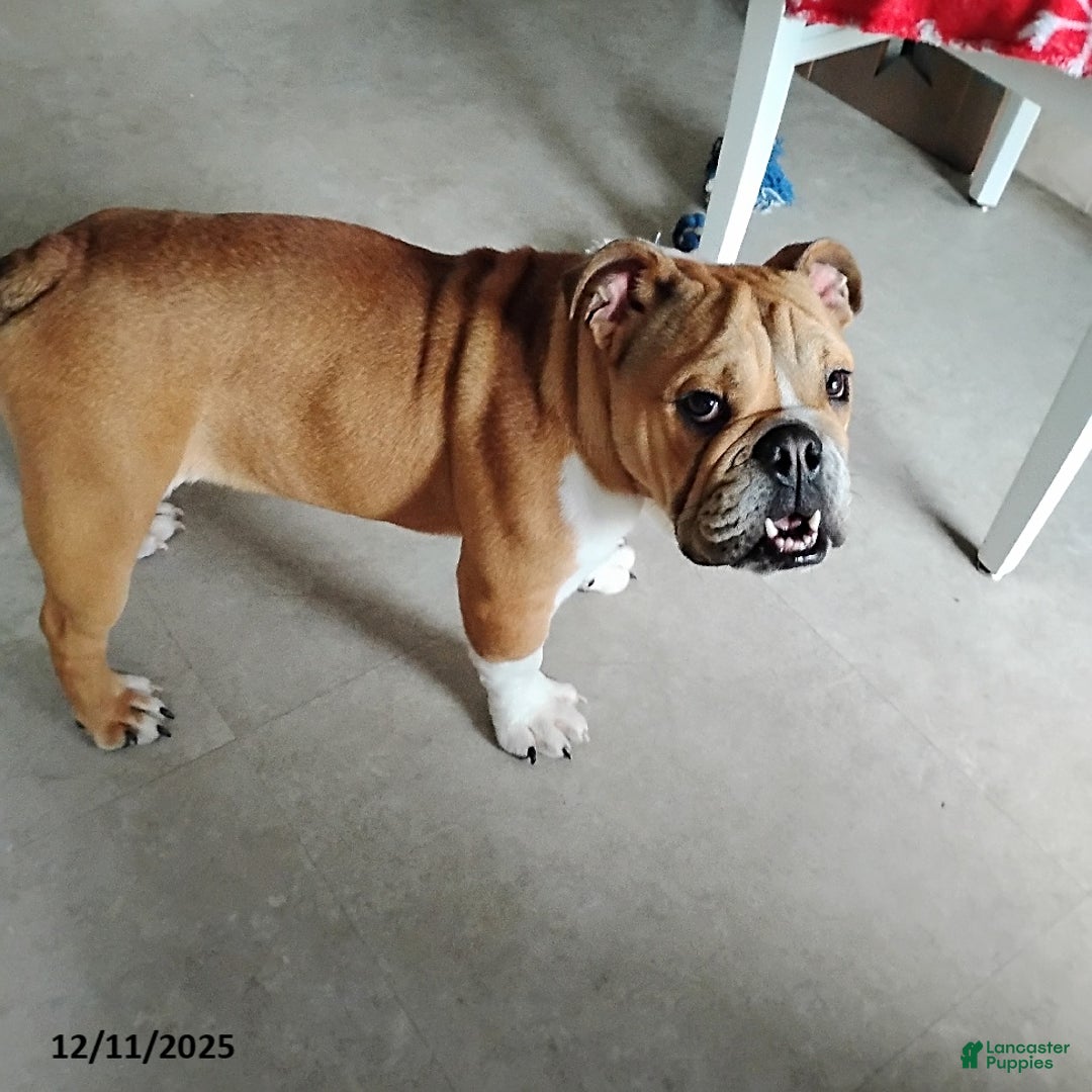 English Bulldog dogs for sale: Reagan - Ad 6