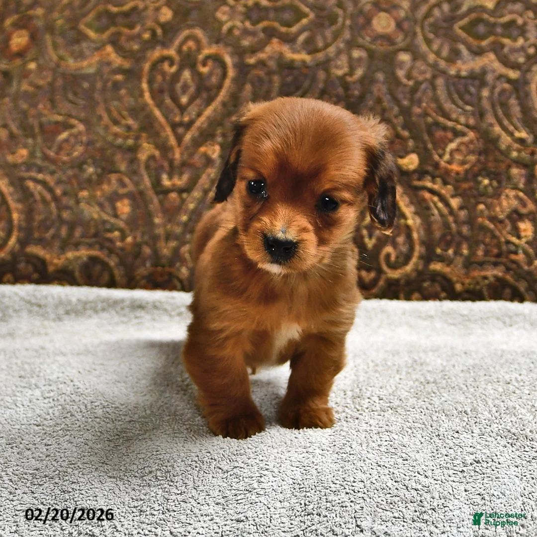 Miniature Dachshund dogs for sale: Twix - Ad 4
