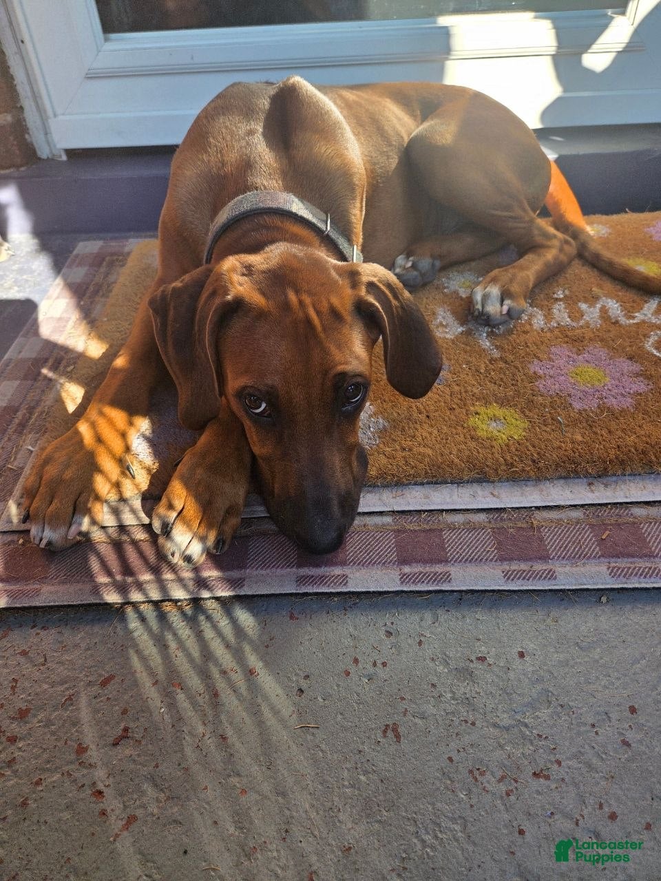 Rhodesian Ridgeback dogs Winston- (Winnie) - Ad 1