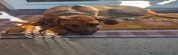 Rhodesian Ridgeback dogs for sale: Winston- (Winnie) - Ad 1