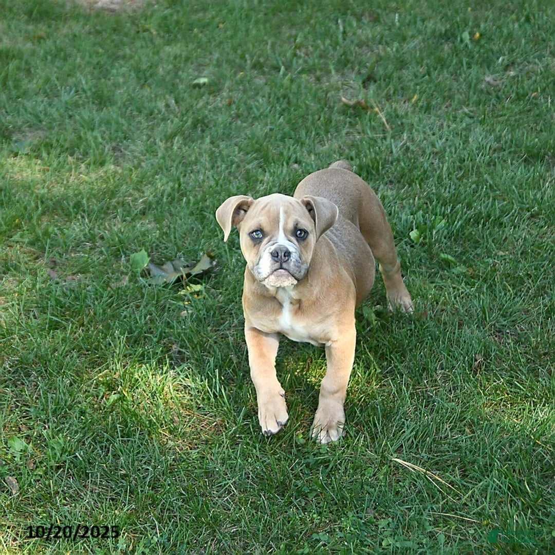 Olde English Bulldogge dogs for sale: Kaya - Ad 1