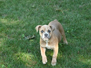 Olde English Bulldogge dogs Kaya - Ad 13