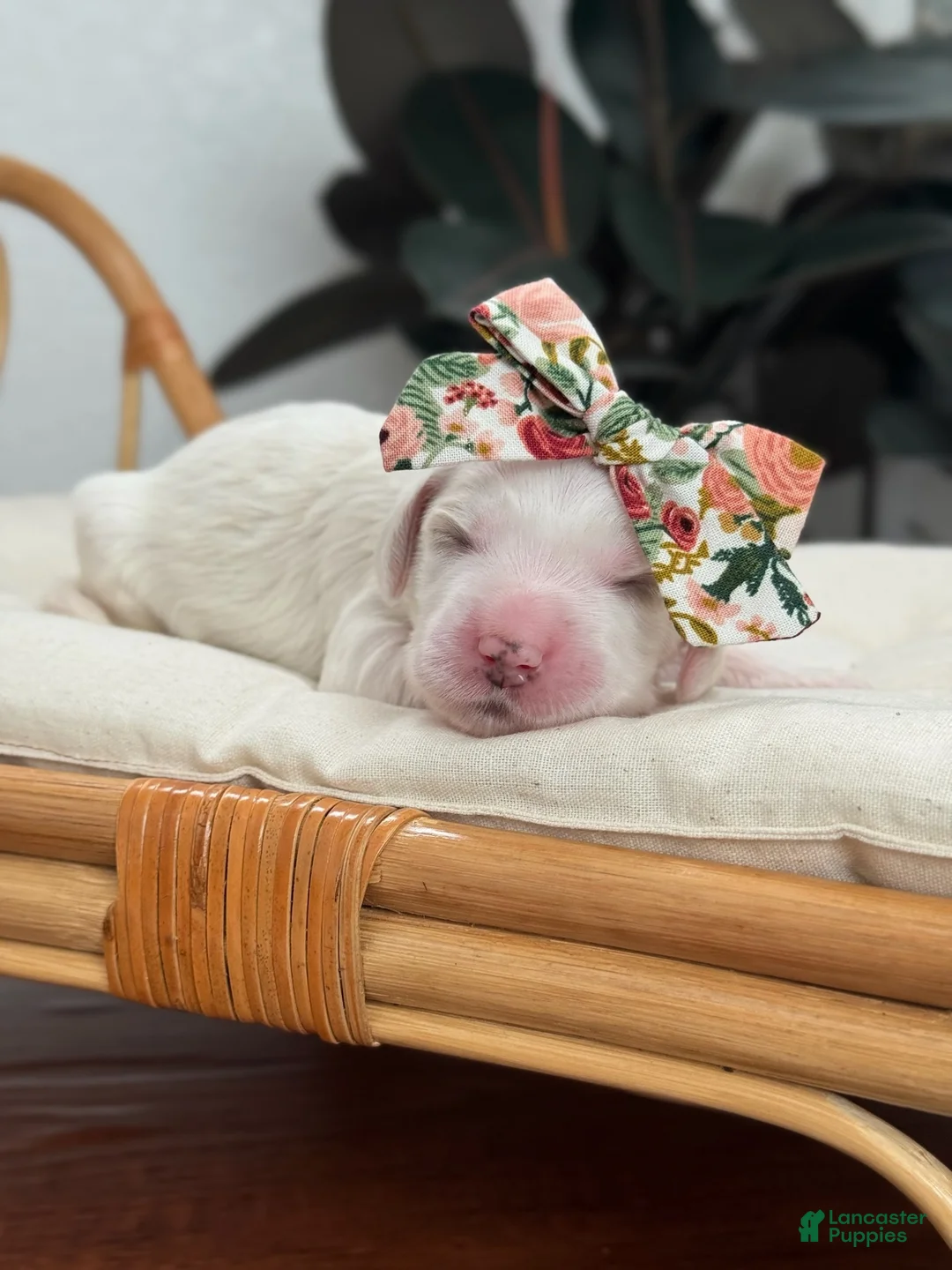 Mini Goldendoodle dogs for sale: Marsha - Ad 1