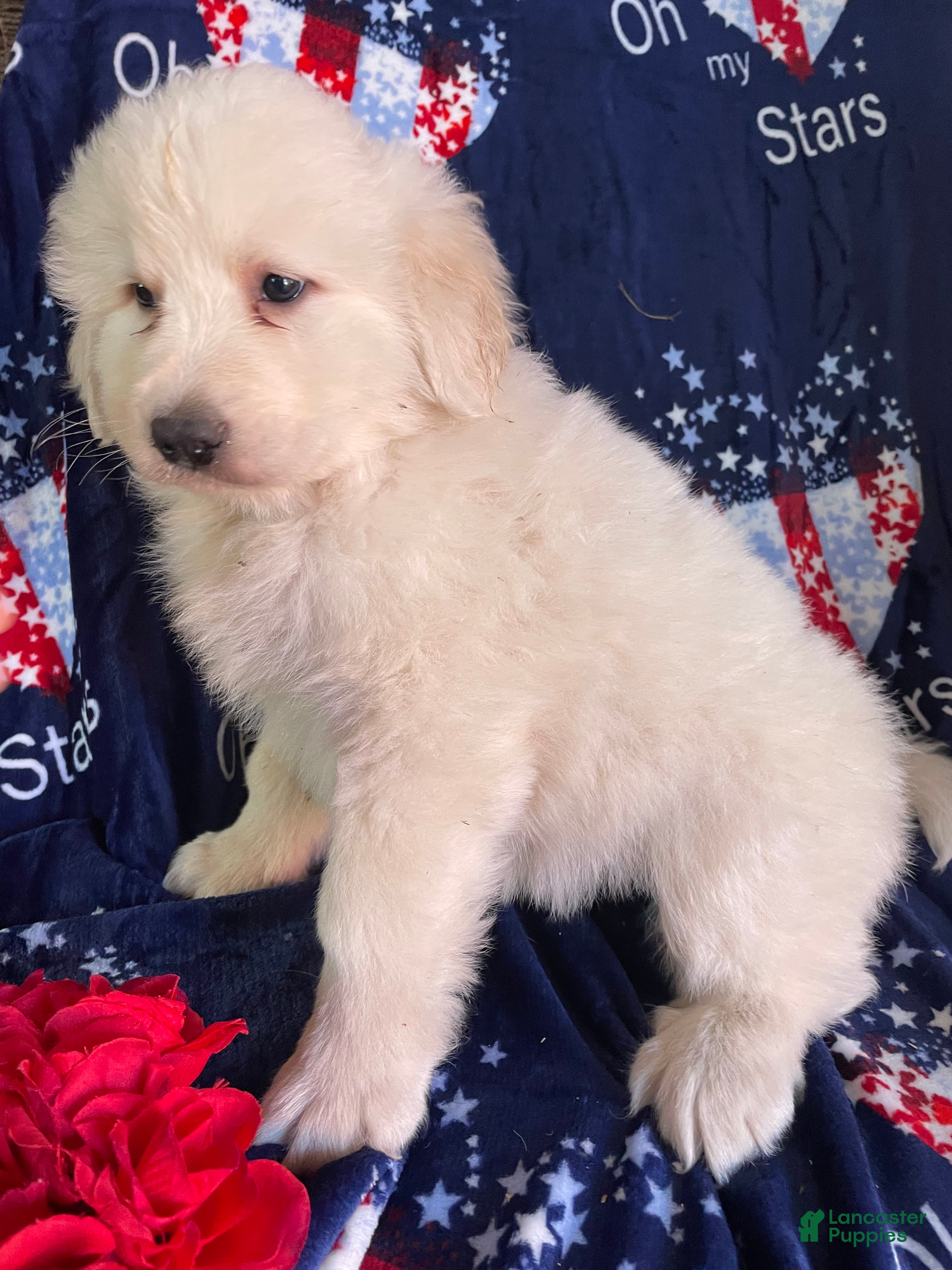 Great Pyrenees dogs Baron - Ad 8