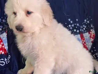 Great Pyrenees dogs Baron - Ad 8