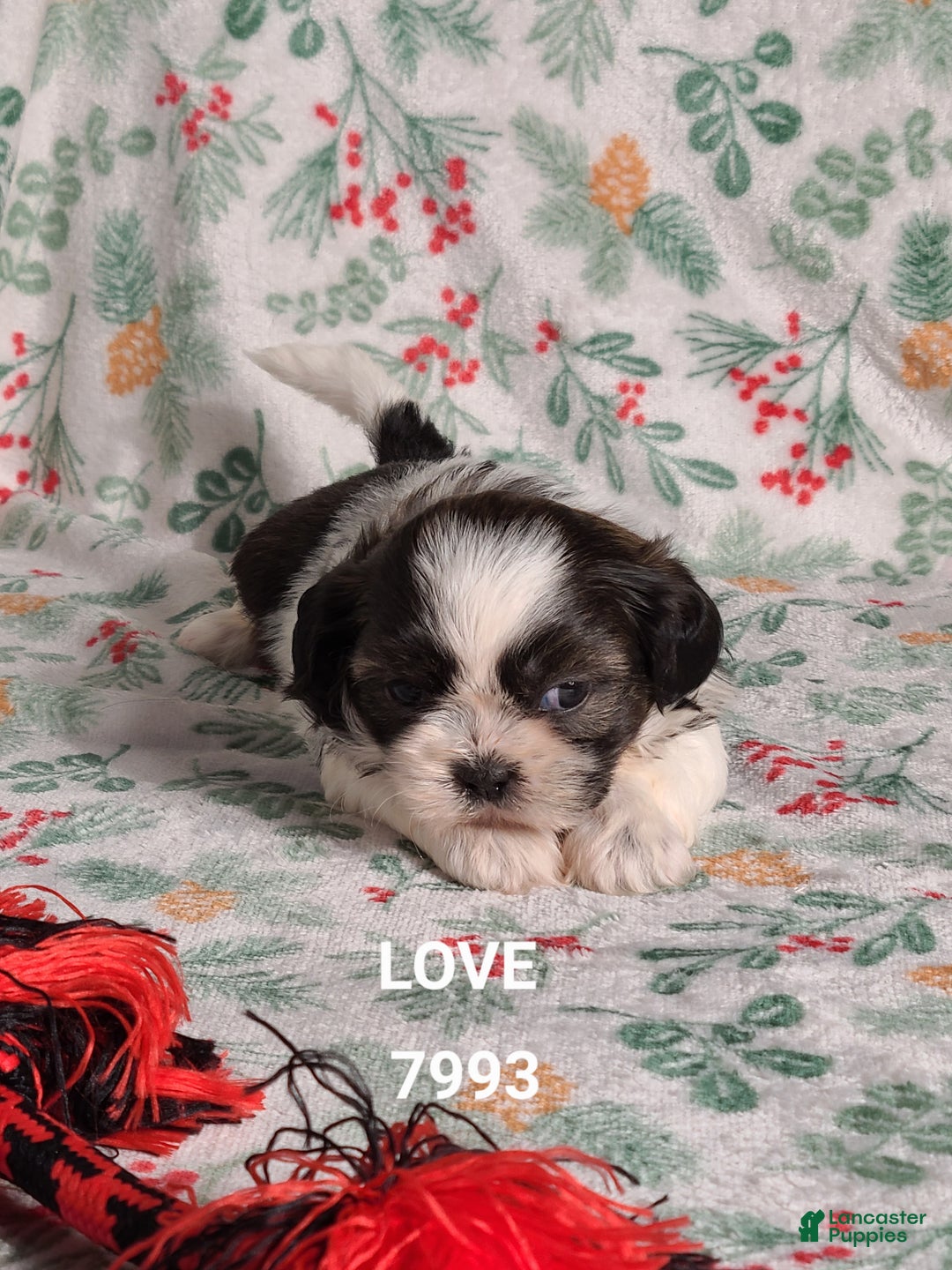 Shih Tzu dogs for sale: Love ❤️  - Ad 5