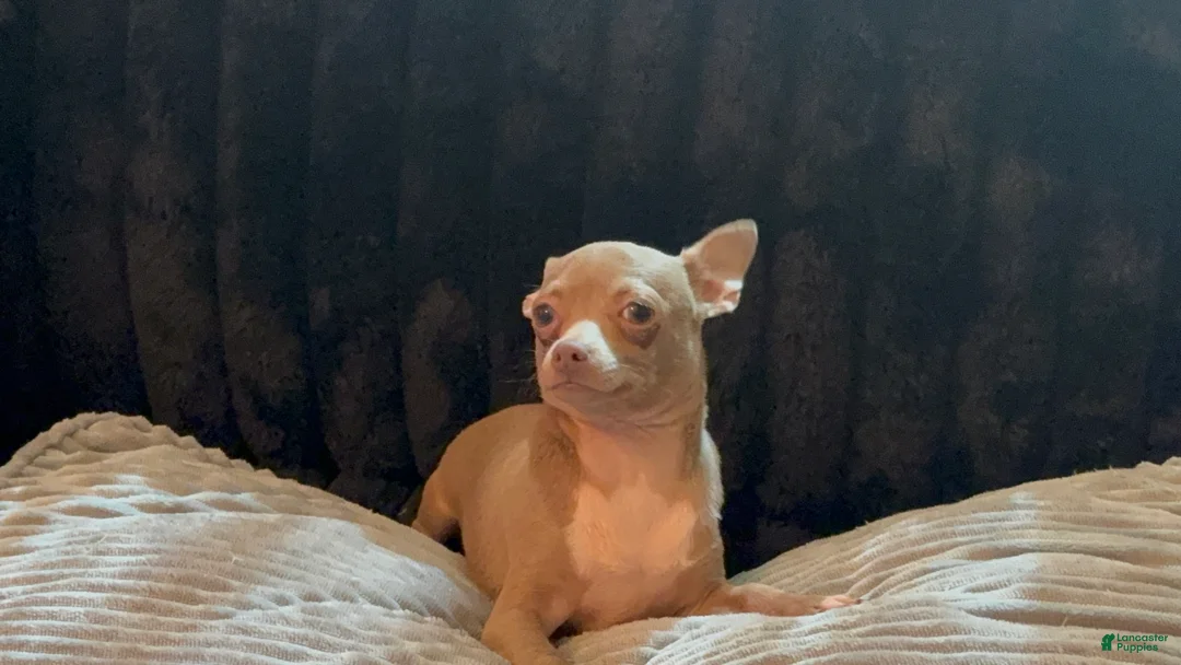 Chihuahua dogs for sale: Mr hazel  - Ad 2