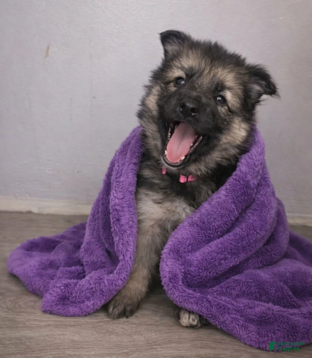 German Shepherd dogs for sale: German Shepherd Puppy 7 - Ad 1