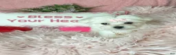 Maltese dogs for sale: Trinity - Ad 2