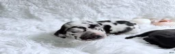 Great Dane dogs for sale: Artemis - Ad 21