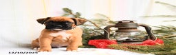 Boxer dogs for sale: Nutcracker - Ad 4