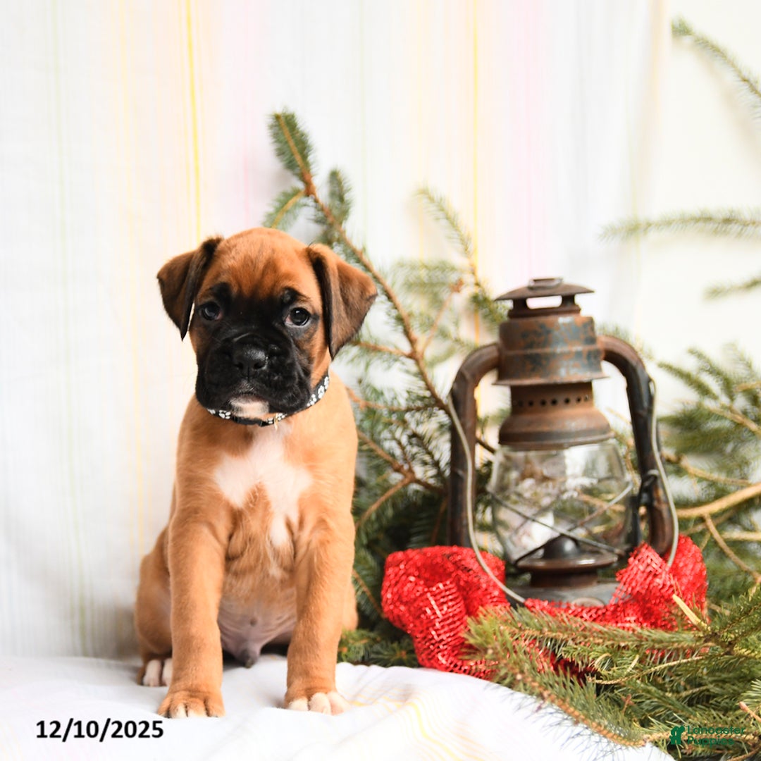 Boxer dogs for sale: Nutcracker - Ad 4