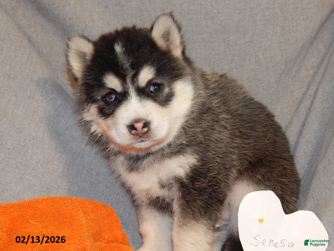Pomsky dogs for sale: Senesa - Ad 3