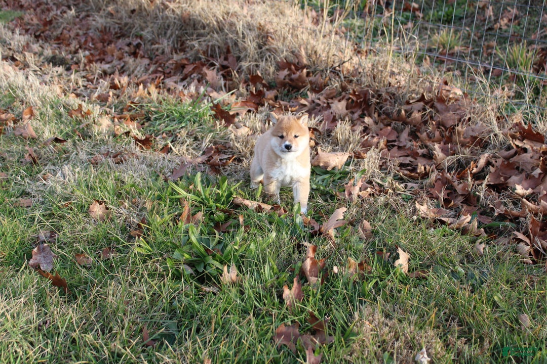Shiba Inu dogs for sale: Light - Ad 10
