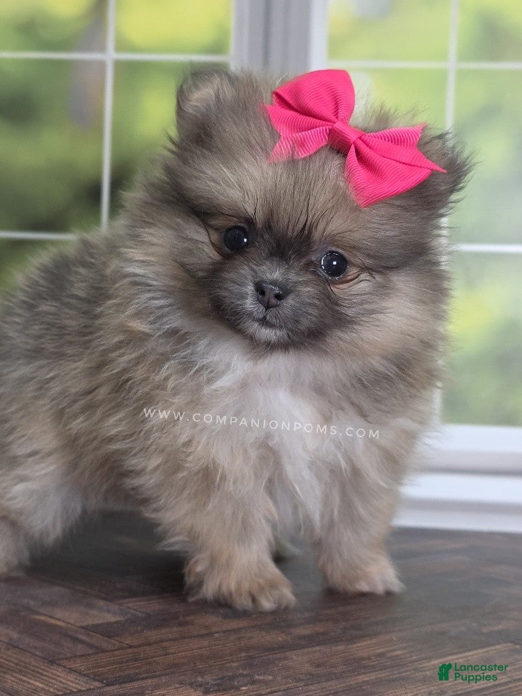 Pomeranian dogs Rare Dilute (blue) Sable - Marie - Ad 2