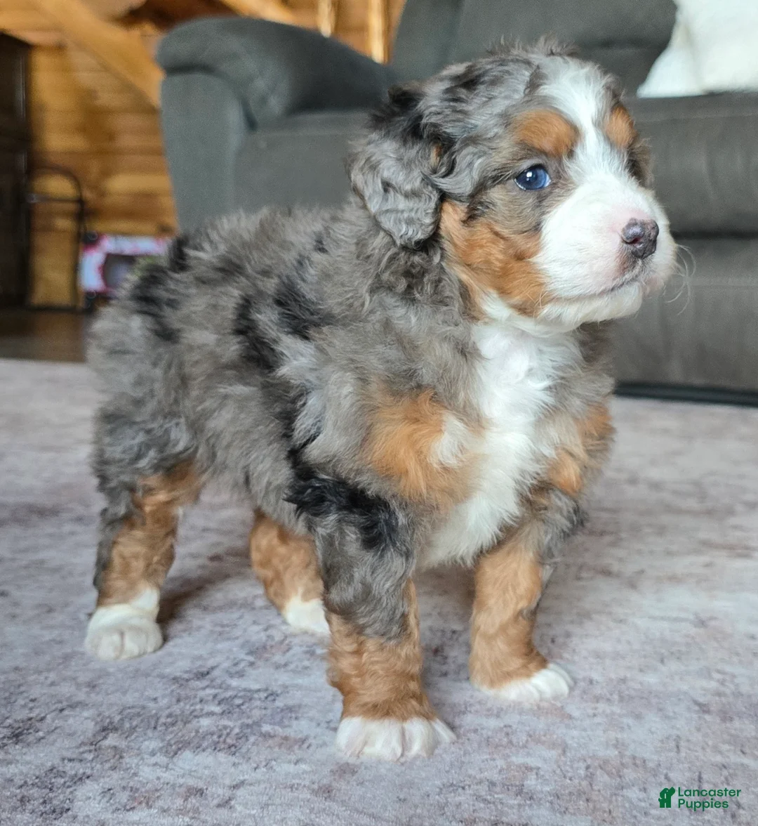 Mini Bernedoodle dogs for sale: Mini Izzy - Ad 2