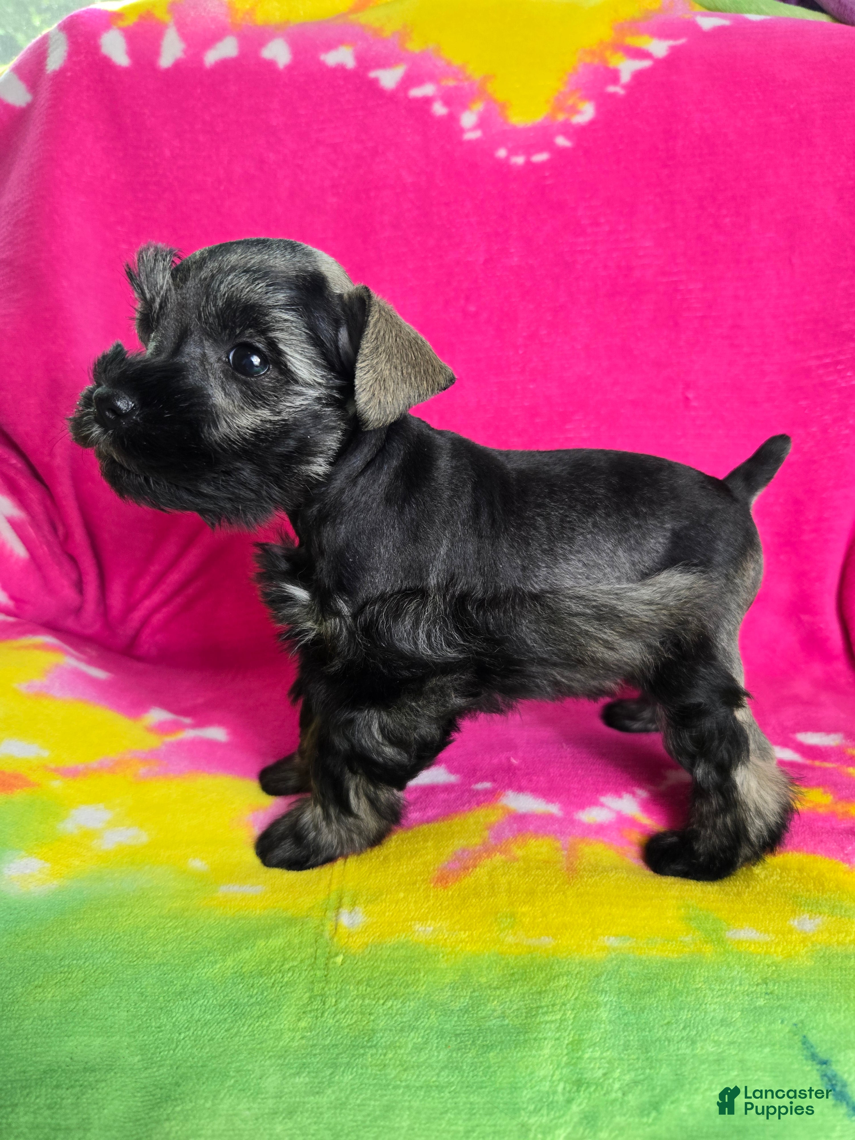 Miniature Schnauzer dogs Peppermint Paddy - Ad 1