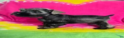 Miniature Schnauzer dogs for sale: Peppermint Paddy - Ad 1